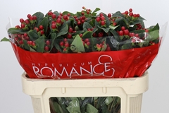 Hypericum True Romance 70cm