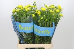 Ranunculus Butterfly Phytalos 70cm 30gr.