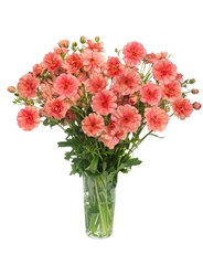 Ranunculus Butterfly Eris 70cm 40gr.