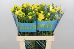 Ranunculus Butterfly Phytalos 60cm 35gr.