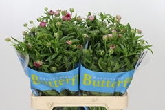 Ranunculus Butterfly Musa 60cm 40gr.