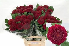 Chrysanth Single Kiev Dark 80cm 70gr.