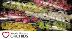 Cymbidium Mix 80cm