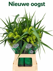 Setaria Italica Volle Melk 80cm