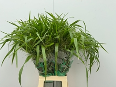 Panicum Fontaine 80cm