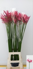 Nerine Pink Charm 85cm