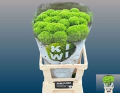 Dianthus Barb Kiwi Mellow Cool 55cm