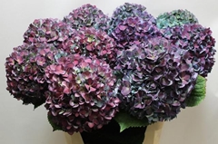 Hydrangea Pimpernel Classic 80cm 20-22cm Hd