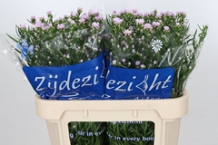 Aster Claudia 75cm 15gr.