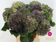Hydrangea Verena Blue Classic 60cm 16-18cm Hd