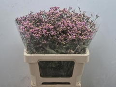 Limonium Sinense Blush Diamond 60cm 20gr.