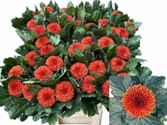 Chrysanth Single Kiev Bicolour 80cm 85gr.