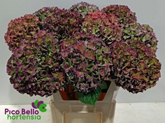 Hydrangea Rodeo Red Classic 80cm 19-21cm Hd