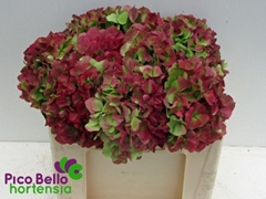 Hydrangea Sweet Verena Classic 50cm 16-18cm Hd