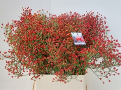 Rosa Autumn Splendor 90cm