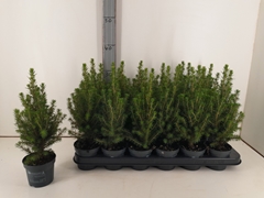 Picea Perfecta 9Ø 32cm