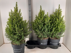 Picea Glauca Magnifique 19Ø 67cm