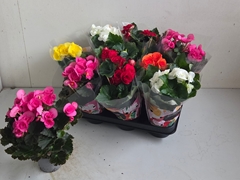 Begonia Double Mix 9Ø 25cm