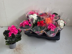Begonia Double Mix 9Ø 25cm