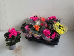 Begonia Double Mix 9Ø 25cm