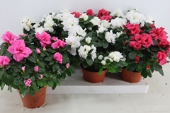 Rhododendron Hellmut Bird Mix 14Ø 35cm