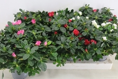 Rhododendron Hellmut Bird Mix 13Ø 35cm