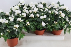 Rhododendron White Bird 14Ø 35cm