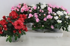 Rhododendron Hellmut Bird Mix 13Ø 35cm