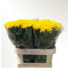 Chr G Jayz Yellow 80cm 80gr.