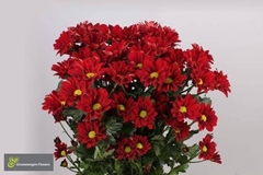 Chrysanth Spray Merlot 70cm 80gr.