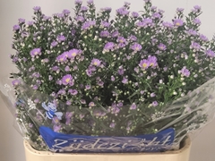 Aster Cassandra 80cm 35gr.