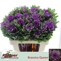 Brassica Crane Queen 60cm