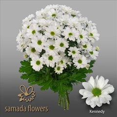 Chrysanth Spray Kennedy 70cm 90gr.