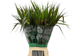 Setaria Italica Red Jewel 70cm