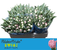 Tulip Double Voque 35cm 30gr.