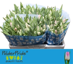 Tulip Single Dynasty 40cm 33gr.