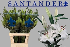 Lily Oriental Santander 95cm 5+