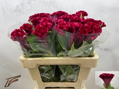 Celosia Clubs Fire 56cm