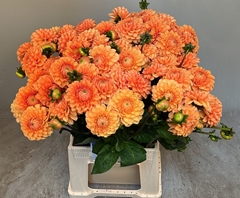 Dahlia Sylvia 55cm