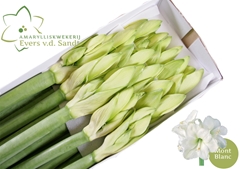 Hippeastrum Mont Blanc 80cm