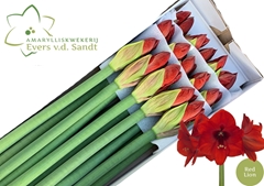 Hippeastrum Red Lion 70cm