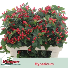 Hypericum Magical Impression 70cm