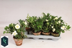 Helleborus Hgc Jonas 13Ø 27cm