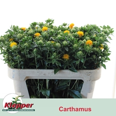 Carthamus Zanzibar 70cm