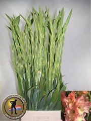 Gladiolus Careless 105cm 210gr.