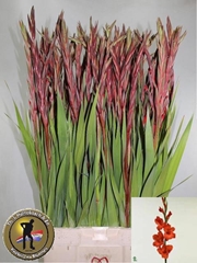 Gladiolus Magma 105cm 130gr.