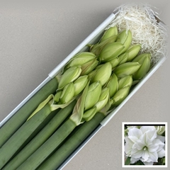 Hippeastrum Double Wimbledon 75cm