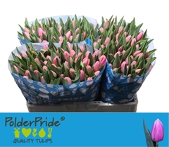Tulip Single Tresor 40cm 50gr.