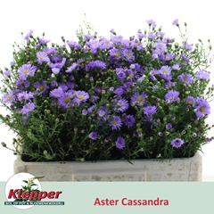 Aster Cassandra 50cm 10gr.