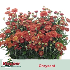 Chrysanth Spray Blenda Red 55cm 50gr.